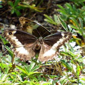 DSCF3988.jpg
