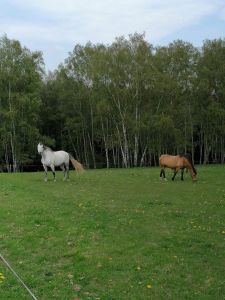 IMG-20220509-WA0006.jpg