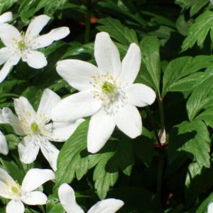 DSCF7655.jpg