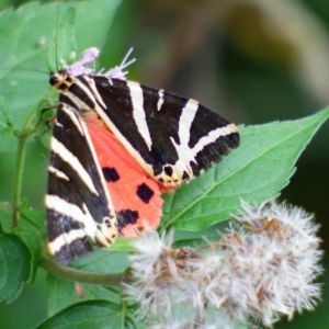 DSCF4007.jpg