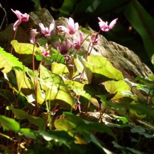 DSCF4767.jpg