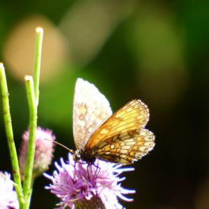 DSCF4805.jpg